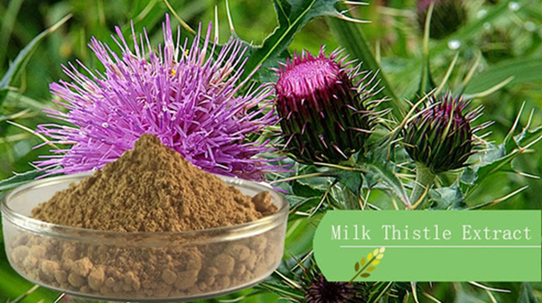 silymarin powder silymarin powder